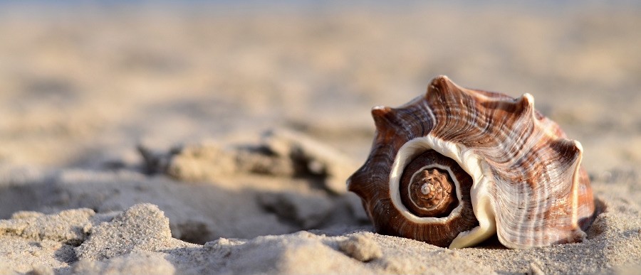 Морская ракушка — символ гармонии Вселенной