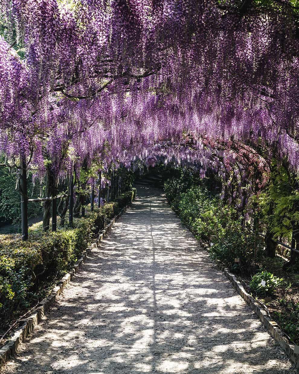 Книга «Флоренция в кармане» Татьяны Майской